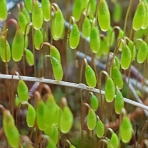 Rosulabryum sp. at Holt, ACT - 8 Sep 2021