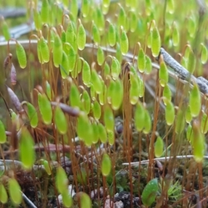 Rosulabryum sp. at Holt, ACT - 8 Sep 2021