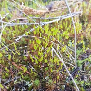 Rosulabryum sp. at Holt, ACT - 8 Sep 2021