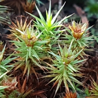 Polytrichaceae sp. (family) (A moss) at Ginninderry Conservation Corridor - 8 Sep 2021 by trevorpreston