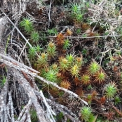 Polytrichaceae sp. (family) at Holt, ACT - 8 Sep 2021