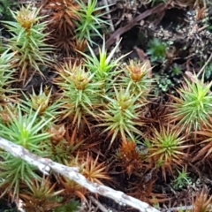 Polytrichaceae sp. (family) at Holt, ACT - 8 Sep 2021