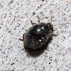 Coccinellidae (family) (Unidentified lady beetle) at Umbagong District Park - 8 Sep 2021 by Roger