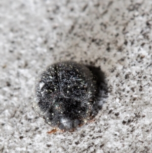 Coccinellidae (family) at Macgregor, ACT - 8 Sep 2021 03:14 PM