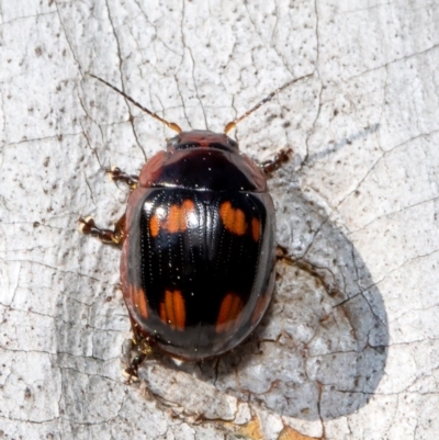 Paropsisterna beata (Blessed Leaf Beetle) at Umbagong District Park - 8 Sep 2021 by Roger