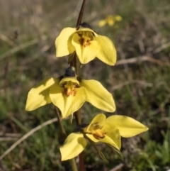 Diuris chryseopsis (Golden Moth) at Forde, ACT - 8 Sep 2021 by Cmperman