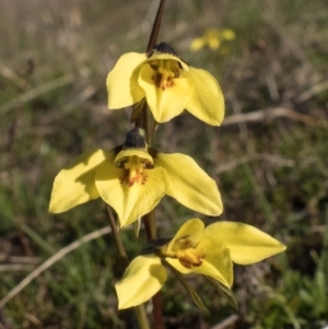 Diuris chryseopsis at Forde, ACT - suppressed