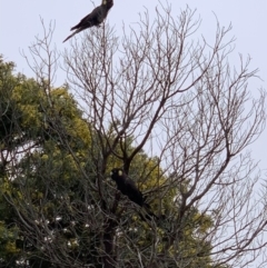 Zanda funerea (Yellow-tailed Black-Cockatoo) at Murrumbateman, NSW - 8 Sep 2021 by SimoneC