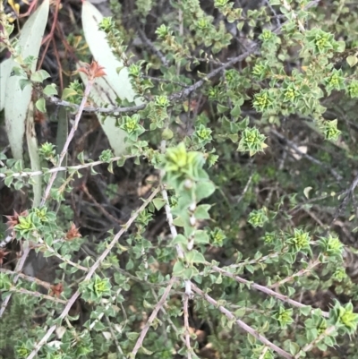 Pultenaea procumbens (Bush Pea) at Garran, ACT - 1 Sep 2021 by Tapirlord