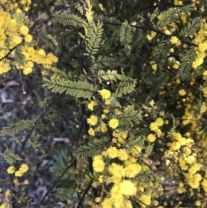 Acacia cardiophylla at Garran, ACT - 1 Sep 2021 04:24 PM