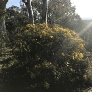 Acacia cardiophylla at Garran, ACT - 1 Sep 2021 04:24 PM