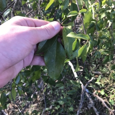 Pandorea pandorana (Wonga Wonga Vine) at Garran, ACT - 1 Sep 2021 by Tapirlord