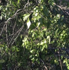 Pandorea pandorana at Garran, ACT - 1 Sep 2021 04:22 PM