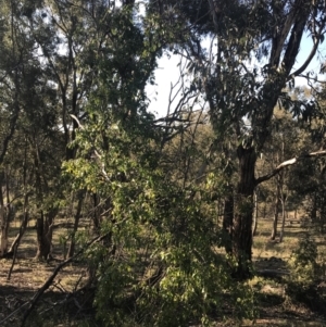 Pandorea pandorana at Garran, ACT - 1 Sep 2021 04:22 PM