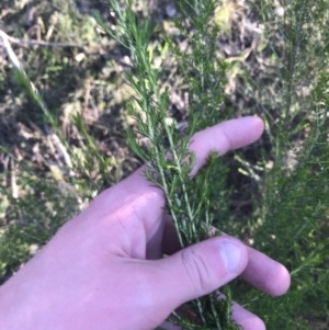 Cassinia sifton at Garran, ACT - 1 Sep 2021 04:18 PM