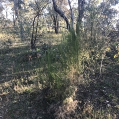 Cassinia sifton at Garran, ACT - 1 Sep 2021 04:18 PM