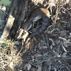 Tiliqua scincoides scincoides (Eastern Blue-tongue) at Garran, ACT - 1 Sep 2021 by Tapirlord