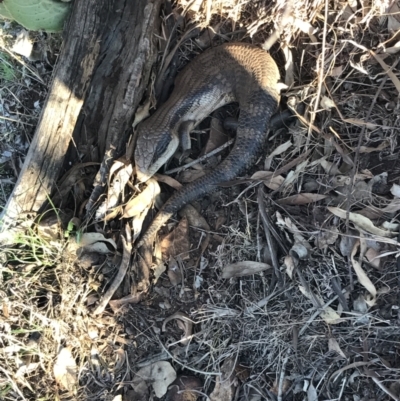 Tiliqua scincoides scincoides (Eastern Blue-tongue) at Garran, ACT - 1 Sep 2021 by Tapirlord