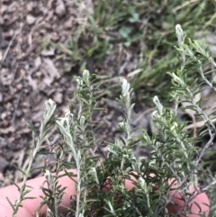 Chrysocephalum semipapposum at Red Hill, ACT - 1 Sep 2021 03:50 PM