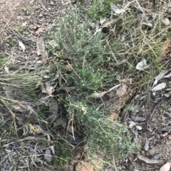 Chrysocephalum semipapposum at Red Hill, ACT - 1 Sep 2021 03:50 PM