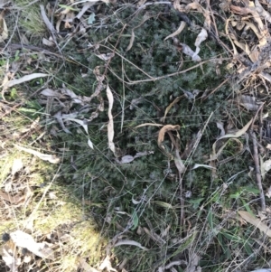 Styphelia humifusum at Red Hill, ACT - 1 Sep 2021