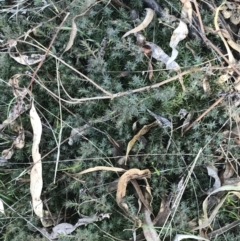 Styphelia humifusum at Red Hill, ACT - 1 Sep 2021