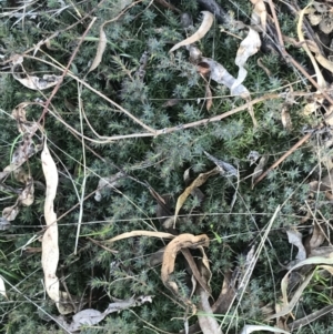 Styphelia humifusum at Red Hill, ACT - 1 Sep 2021