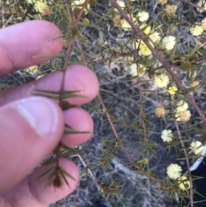 Acacia ulicifolia at Red Hill, ACT - 1 Sep 2021