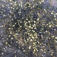 Acacia ulicifolia at Red Hill, ACT - 1 Sep 2021