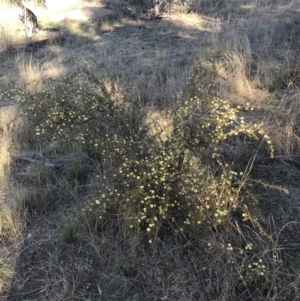 Acacia ulicifolia at Red Hill, ACT - 1 Sep 2021