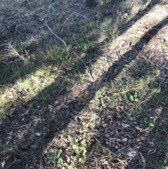 Indigofera adesmiifolia at Red Hill, ACT - 1 Sep 2021 03:38 PM