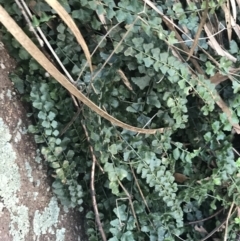 Asplenium flabellifolium (Necklace Fern) at Symonston, ACT - 1 Sep 2021 by Tapirlord