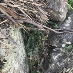 Asplenium flabellifolium at Symonston, ACT - 1 Sep 2021