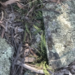 Asplenium flabellifolium at Symonston, ACT - 1 Sep 2021