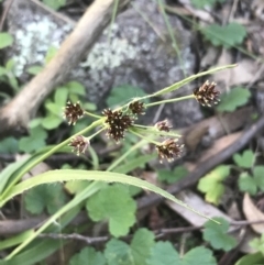 Luzula densiflora (Dense Wood-rush) at Symonston, ACT - 1 Sep 2021 by Tapirlord