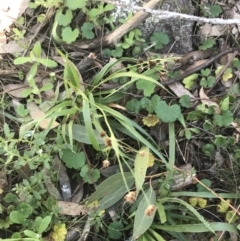 Luzula densiflora at Red Hill Nature Reserve - 1 Sep 2021