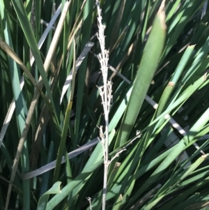 Lomandra longifolia at Symonston, ACT - 1 Sep 2021