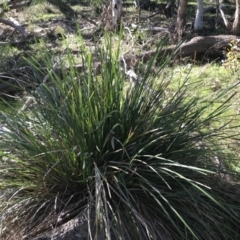 Lomandra longifolia at Symonston, ACT - 1 Sep 2021 03:14 PM