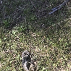 Styphelia humifusum at Symonston, ACT - 1 Sep 2021