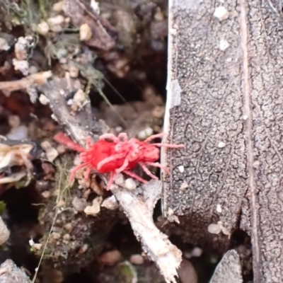 Trombidiidae (family) (Red velvet mite) at Wanniassa Hill - 8 Sep 2021 by AnneG1
