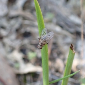 Helina sp. (genus) at Tuggeranong DC, ACT - 8 Sep 2021