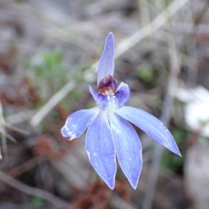 Cyanicula caerulea at Tuggeranong DC, ACT - suppressed