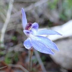 Cyanicula caerulea at Tuggeranong DC, ACT - suppressed