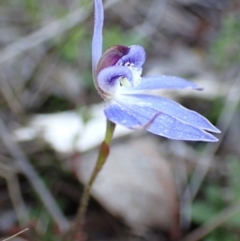 Cyanicula caerulea at Tuggeranong DC, ACT - suppressed