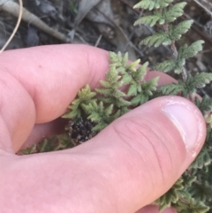 Cheilanthes distans at Lyons, ACT - 2 Sep 2021