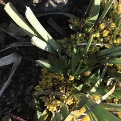 Lomandra bracteata (Small Matrush) at Lyons, ACT - 2 Sep 2021 by Tapirlord