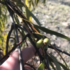 Amyema miquelii (Box Mistletoe) at Lyons, ACT - 2 Sep 2021 by Tapirlord