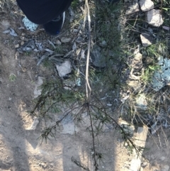 Indigofera adesmiifolia at Lyons, ACT - 2 Sep 2021