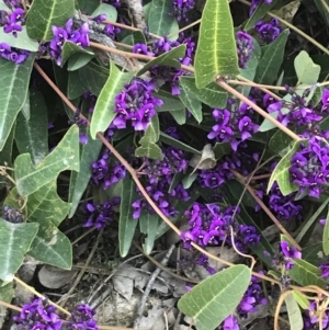 Hardenbergia violacea at Lyons, ACT - 2 Sep 2021