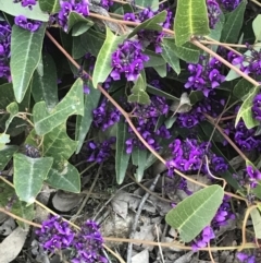 Hardenbergia violacea at Lyons, ACT - 2 Sep 2021